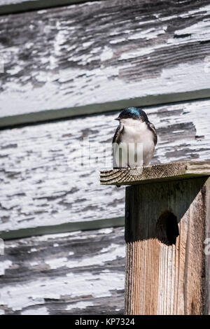 Hirondelle bicolore sur le dessus de sa zone de nidification à Nisqually National Wildlife Refuge, Nisqually, Washington, USA Banque D'Images