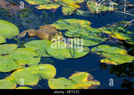 Bullfrog flottant sur un étang à Juanita Bay Park, Kirkland, Washington, USA Banque D'Images