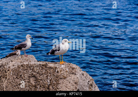 Deux mouettes sur un rocher en face du port de l'île stromboli Banque D'Images