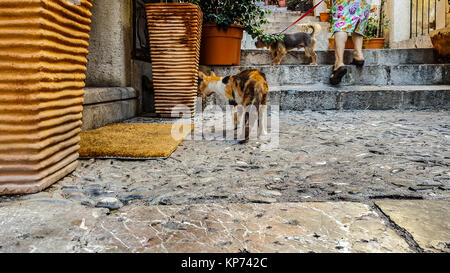 Une vieille femme sicilienne avec son petit chien en laisse passe par un chat calico errant sur les marches d'une ruelle à Taormina, Sicile, Italie Banque D'Images