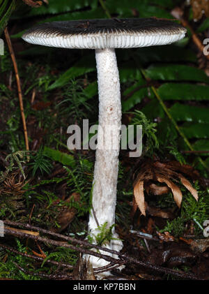 L'Amanita pachycolea, communément connue sous le nom de western grisette, poussant dans une forêt du nord-ouest du Pacifique, side view Banque D'Images