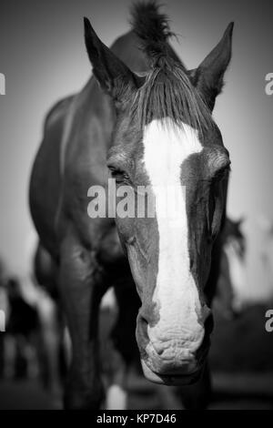 Un portrait d'un cheval en noir et blanc Banque D'Images