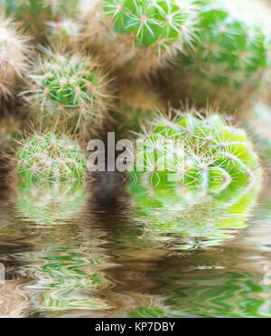 Close-up sur cactus green abstract natural background Banque D'Images