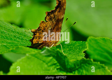 Comma Butterfly,'Polygonia c-album', papillon, très répandue, Wiltshire, England, UK Banque D'Images