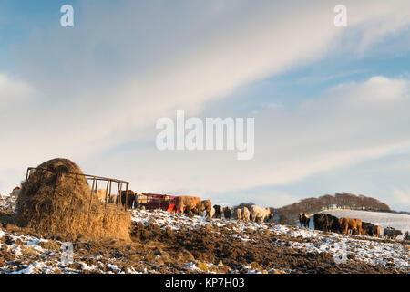 L'engraissement de bovins sur un matin d'hiver enneigé dans Aberdeenshire Banque D'Images