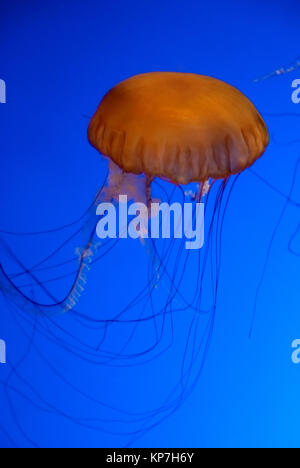 Dans un aquarium de méduses Orange Banque D'Images