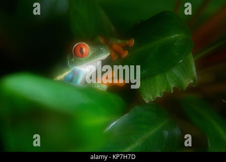 La grenouille verte sur l'arbre Banque D'Images