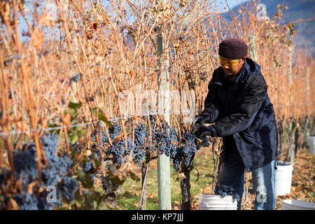 Par travailleur agricole immigrante de raisins cabernet franc dans l'Okanagan Valley, British Columbia, Canada. Banque D'Images