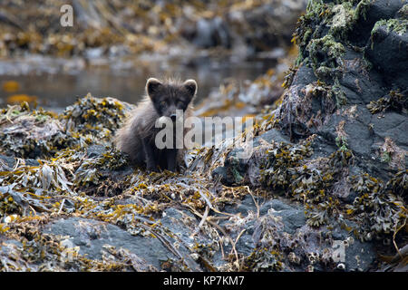 Le renard arctique bleu commandants assis sur une île rocheuse avec le goéland à ailes grises oeufs dans les dents Banque D'Images