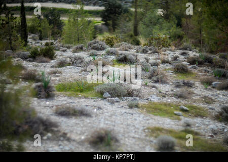 Forêt de pins à Chypre Banque D'Images