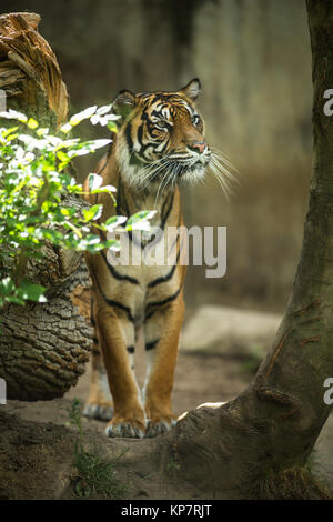 Image tigre siberien libre de savons aussi que tiger Banque D'Images