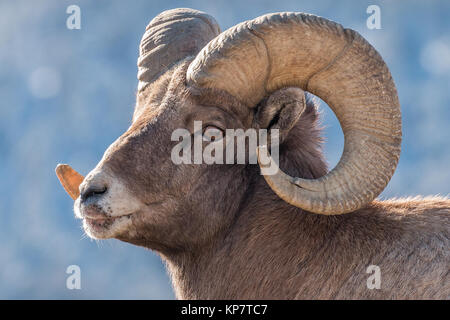 Showin Mouflon d'signes de maux de bouche maladie dans le Parc National de Yellowstone. Banque D'Images