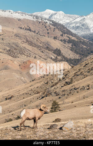 Mouflon d'en face du Beartooth Mountains dans le Parc National de Yellowstone Banque D'Images