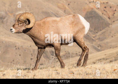 Mouflon d dans le Parc National de Yellowstone. Banque D'Images