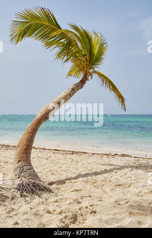 Cocotier sur la plage des Caraïbes Banque D'Images