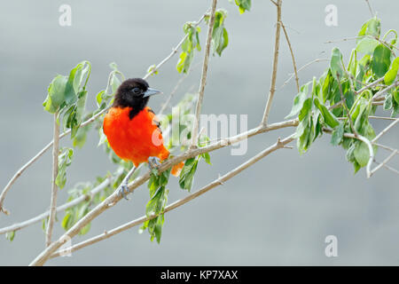 L'Oriole de Baltimore assis dans l'arbre en arrière-cour Banque D'Images
