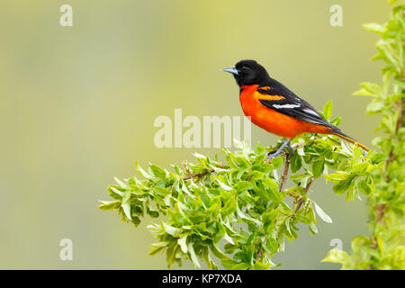 L'Oriole de Baltimore assis dans l'arbre en arrière-cour Banque D'Images