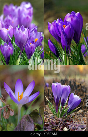 Crocus violettes Banque D'Images