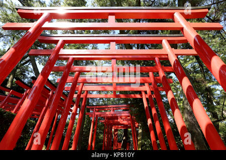 Portes torii Orange au temple shinto au Japon Banque D'Images