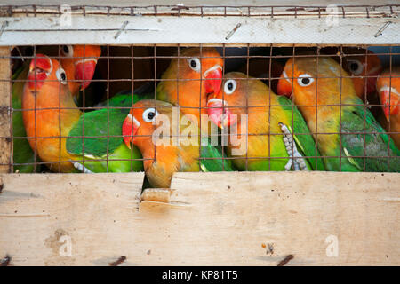 Les inséparables dans un marché d'oiseaux prêts à être expédiés vers des animaleries. L'Inséparable de Fischer (Agapornis fischeri) est une petite espèce de perroquet du Lovebi Banque D'Images