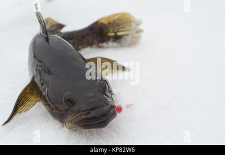 Petits poissons Banque D'Images