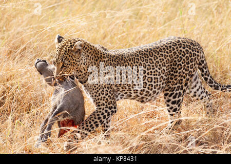 Femme Leopard dans le Masai Mara Banque D'Images