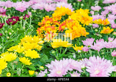 Différentes variétés de fleurs Banque D'Images