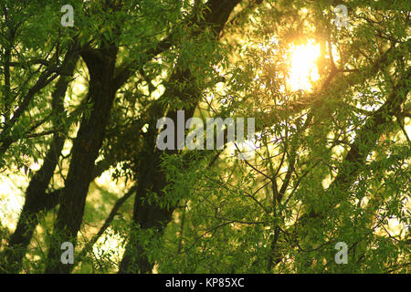 Coucher du soleil à travers les branches de saules Banque D'Images