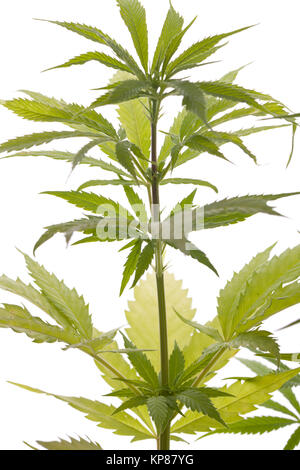 Cannabis Marijuana plante avec des feuilles vertes près de la drogue Banque D'Images