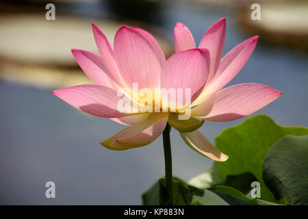 Water Lily en étang de jardin Banque D'Images