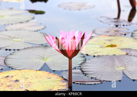 Le Lac de water lily, la Thaïlande, Udonthani Banque D'Images