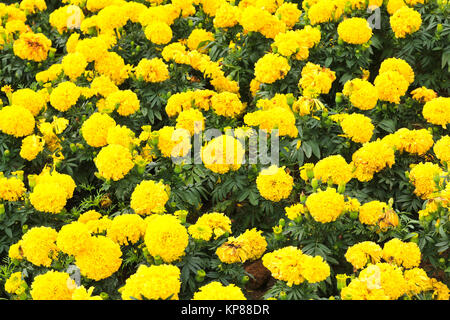 Tagètes (Tagetes erecta, mexicains, Aztec marigold souci, souci de l'Afrique) Banque D'Images