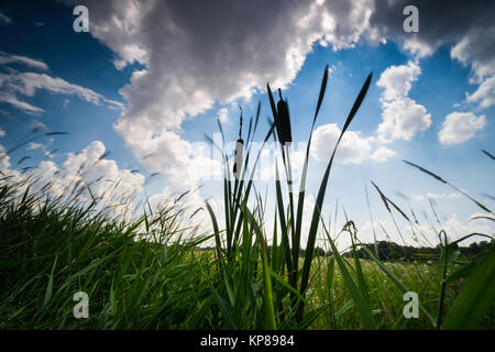 Felder und Weisen im Licht und Schatten mit Wolken,Sonnenstrahlen,Wolken über Landschaft Banque D'Images