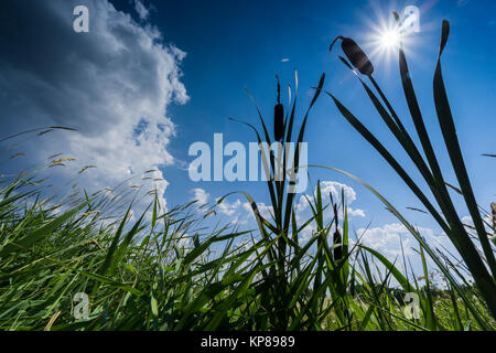 Felder und Weisen im Licht und Schatten mit Wolken,Sonnenstrahlen,Wolken über Landschaft Banque D'Images