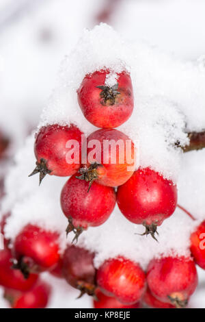 Des pommes mûres couvertes de neige Banque D'Images