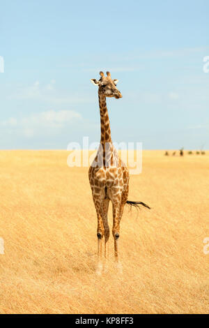 Girafe Girafe,Masai Mara dans les masais Mara,Girafe Girafe,Masai Mara dans le Masai Mara Banque D'Images