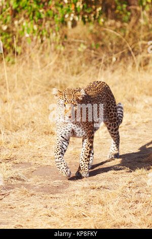 Femme Leopard dans le Masai Mara Banque D'Images