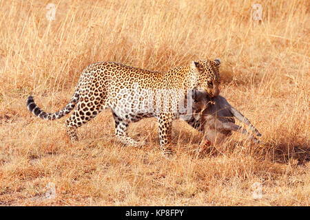 Femme Leopard dans le Masai Mara Banque D'Images