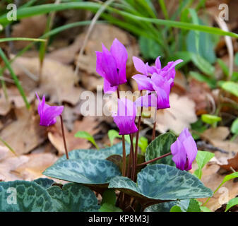 Wildes Alpenveilchen im Wald - cyclamen en fleurs sauvages en forêt Banque D'Images