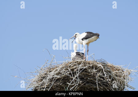 Cigogne Blanche Couple dans leur nid Banque D'Images