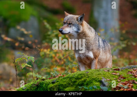 Loup dans la forêt Banque D'Images