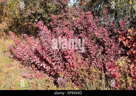 Automne couleur feuilles de Prunus serrula croissant dans une ceinture forestière. Banque D'Images