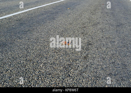 Feuille jaune sur l'asphalte Banque D'Images
