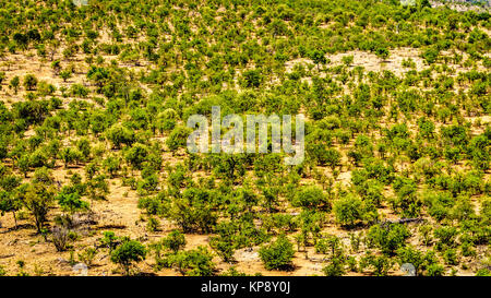 Vue aérienne d'arbres Mopane dans la partie nord du parc national Kruger, un grand Game Reserve en Afrique du Sud Banque D'Images