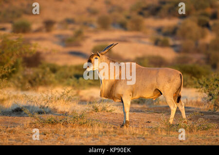 Eland antelope dans l'habitat naturel Banque D'Images