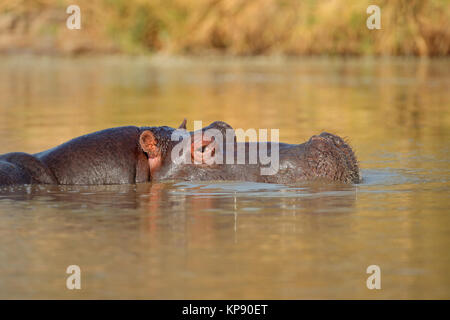 Hippopotame dans l'eau Banque D'Images