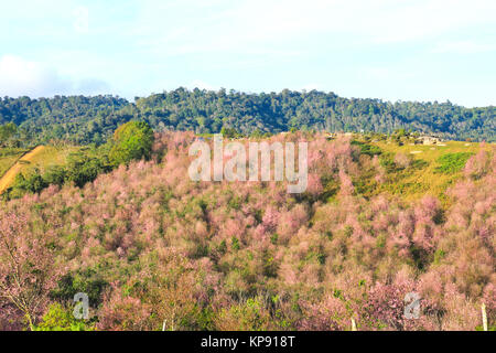 La Thaïlande est sakura ou Prunus cerasoides à Phu Lom Lo montagne, Loei , Thaïlande. Banque D'Images