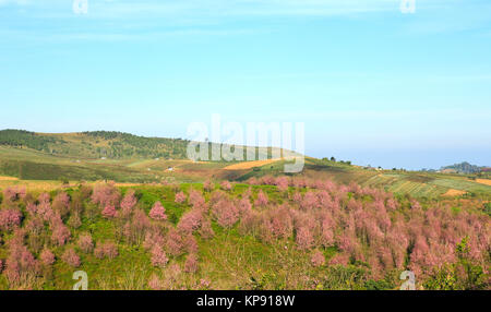 La Thaïlande est sakura ou Prunus cerasoides à Phu Lom Lo montagne, Loei , Thaïlande. Banque D'Images