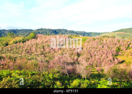 La Thaïlande est sakura ou Prunus cerasoides à Phu Lom Lo montagne, Loei , Thaïlande. Banque D'Images