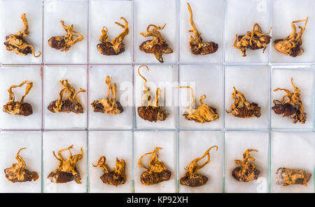 Cordyceps sinensis Ophiocordyceps sain ou ver à soie sur des plantes Banque D'Images